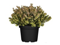 Vřesovec pleťový (Erica carnea) 