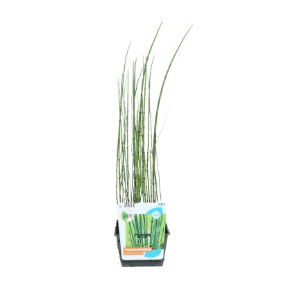 GROW by OBI Přeslička japonská (Equisetum Anoponicum) pr. cca 18 cm