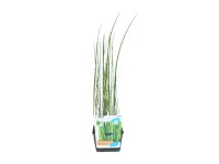 OBI Přeslička Anoponská, průměr květináče cca 18 cm, Equisetum Anoponicum OBI Přeslička Anoponská, průměr květináče cca 18 cm, Equisetum Anoponicum