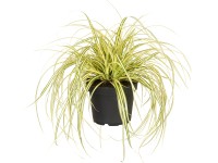 Grow by OBI Zlatá ostřice Evergold tm. zelená, pr. kv. 14 cm