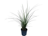 Landgard Ostřice větší (Carex brunnea) pr. cca 10,5 cm