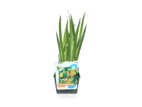 GROW by OBI Kosatec žlutý (Iris pseudacorus) cca pr. 18 cm GROW by OBI Kosatec žlutý (Iris pseudacorus) cca pr. 18 cm
