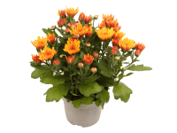 Listopadka (Chrysanthemum indicum), oranžová, výška cca 25 cm, pr. kv. cca 12 cm Listopadka (Chrysanthemum indicum), oranžová, výška cca 25 cm, pr. kv. cca 12 cm
