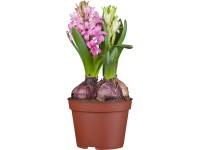 Grow by OBI Hyacint východní (Hyacinthus orientalis) Trio pr. 12 cm