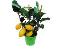 Grow by OBI Citrus mix špalír, pr. 15 x 40 cm