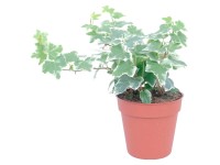 GROW by OBI Břečťan popínavý bíle pestrý průměr květináče cca 13 cm GROW by OBI Břečťan popínavý bíle pestrý průměr květináče cca 13 cm