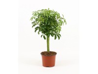 GROW by OBI Šeflera dlanitolistá (Schefflera arb.) 