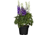 OBI Ostrožka pr. květináče 19 cm