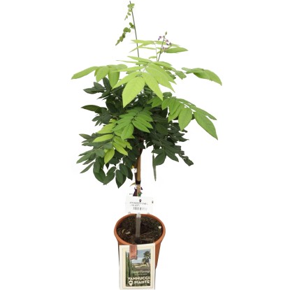 Grow by OBI Vistárie vznešená "Wisteria brachybotrys", 9 l, v. 60 cm