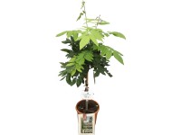 Grow by OBI Vistárie vznešená 