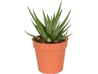 Kaktus průměr květináče cca 5,5 cm Kaktus průměr květináče cca 5,5 cm