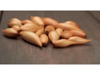 GardenSeed Premium Cibule sazečka Birnformige, 250 g GardenSeed Premium Cibule sazečka Birnformige, 250 g