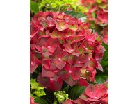 Hortenzie stromečkovitá Hortenzie stromečkovitá