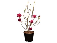 GROW by OBI Magnolie (Magnolia soulangiana) červená/fialová, výška 60 - 80 cm
