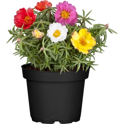 Šrucha velkokvětá pr. květináče cca 11 cm
