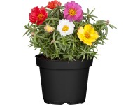 Šrucha velkokvětá pr. květináče cca 11 cm Šrucha velkokvětá pr. květináče cca 11 cm