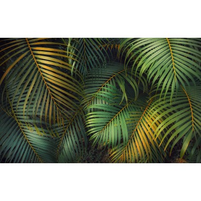 Komar Samolepicí vliesová fototapeta Amazon Fern 400 x 250 cm