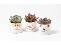 Dužnatka (Echeveria) v keramickém květináči, různé druhy, pr. 6 cm Dužnatka (Echeveria) v keramickém květináči, různé druhy, pr. 6 cm