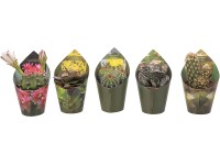 Giromagi Sukulent různé druhy 8-10 cm, pr. květináče 5,5 cm