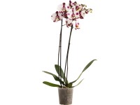 OBI Orchidej motýlokvětá Polka Dots, 60-70 cm, pr. květináče cca 12 cm