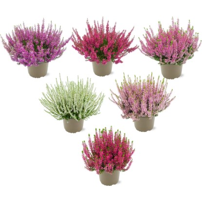 Vřes obecný (Calluna vulgaris) v různých barvách v květináči, ideální pro podzimní výsadbu.