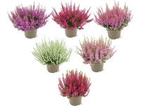 Landgard Vřes obecný (Calluna vulgaris) 