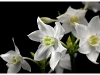 Komar Papírová fototapeta Madonna, 254 x 184 cm Komar Papírová fototapeta Madonna, 254 x 184 cm