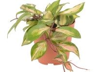 Voskovka průměr květináče cca 12 cm Voskovka průměr květináče cca 12 cm