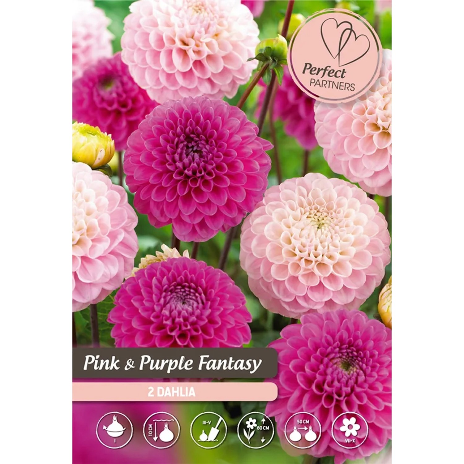 Jiřiny "Směs růžovo-purpurová"