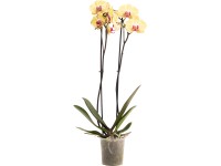 OBI Orchidej motýlokvětá Asian Gold, 60-70 cm, pr. květináče cca 12 cm