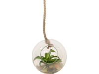 Dračinec v závěsné skleněné kouli na laně