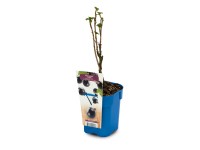 Rybíz černý Ribes nigrum