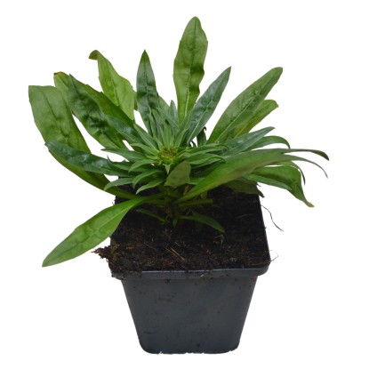 Trýzel Goldstaub žlutý průměr květináče cca 9 cm