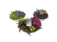 Rozchodník (Sedum Hybridum) Trio v zinkovém květináči, pr. kv. cca 29 cm