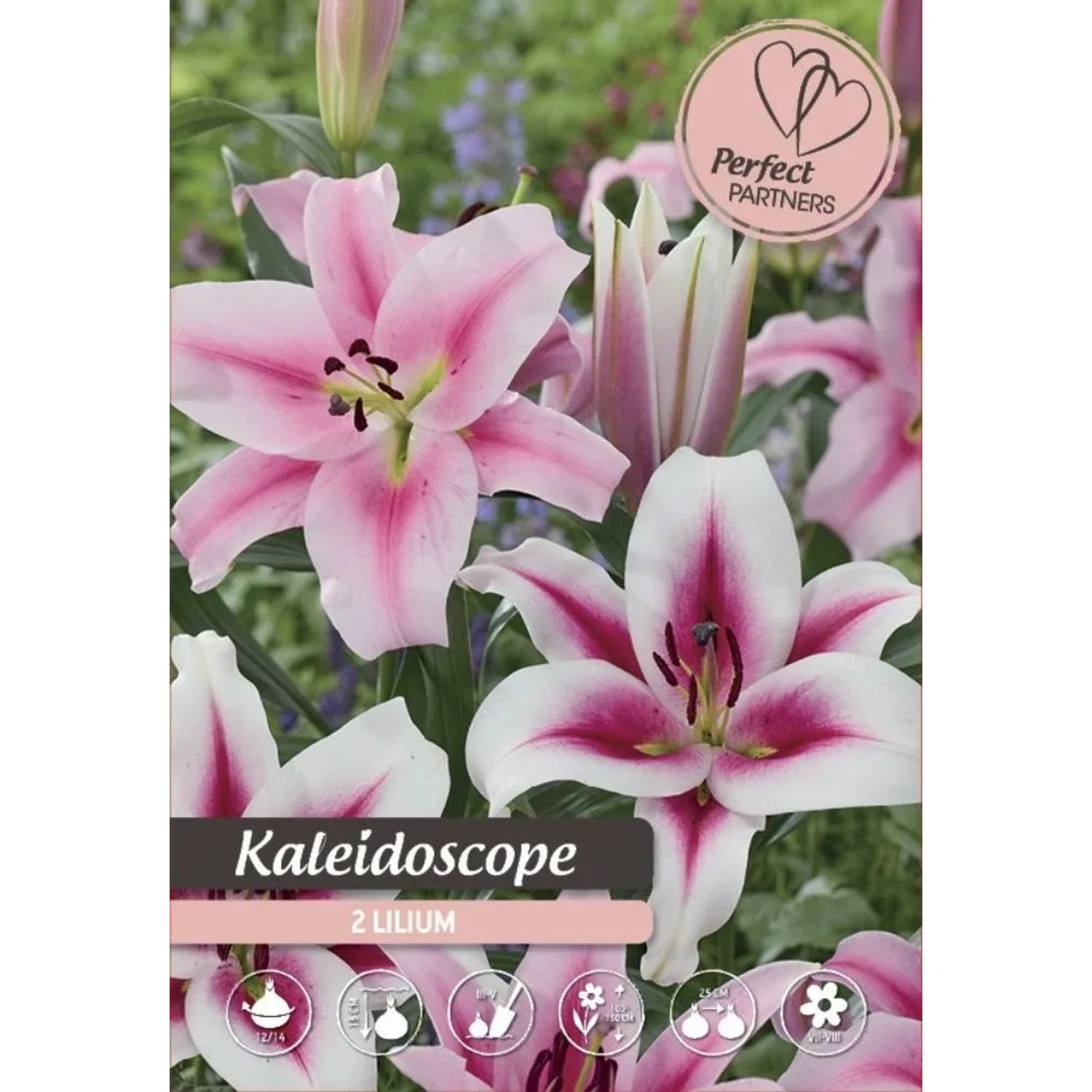 Royal De Ree Holland Květinové cibulky Lilie "Kalaidoscope"