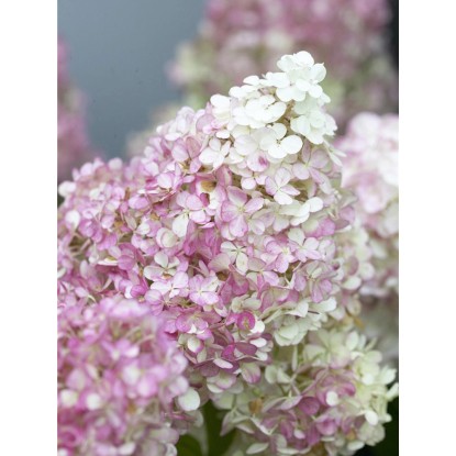 Hortenzie Vanille Fraise bílá kontejner cca 3 l