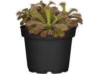 Rosnatka průměr květináče cca 9 cm Drosera