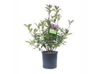 OBI Brslen japonský OBI Brslen japonský