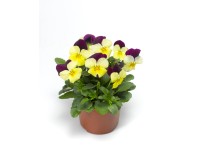 Maceška drobnokvětá (Viola Cornuta) různé barvy pr. 9 cm