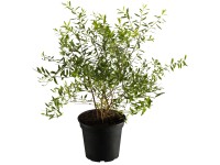 OBI Tavolník Grefsheim, 50-60 cm, květináč cca 3,5 l