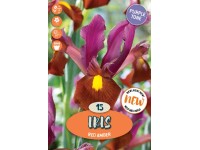 Royal De Ree Holland Květinové cibulky Kosatec Red Ember