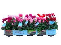 Brambořík mix barev průměr květináče cca 10,5 cm