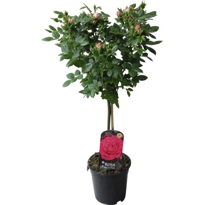 Růže na kmínku růžová výška 70-80 cm květináč cca 2 l
