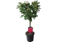 Růže na kmínku růžová výška 70-80 cm květináč cca 2 l