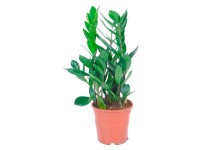 GROW by OBI Monstera "Leichtlinii" prmr kvtine cca 12 cm Monstera  obliqua