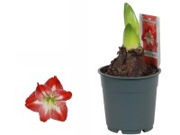 Hvězdník (Hippeastrum hybride) pruhovaný, pr. 9 cm Hvězdník (Hippeastrum hybride) pruhovaný, pr. 9 cm