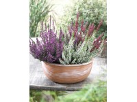 Vřes obecný Garden Girls Twin Girls průměr květináče cca 11 cm