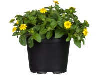 Sanvitálie plazivá žlutá průměr květináče cca 11 cm Sanvitálie plazivá žlutá průměr květináče cca 11 cm