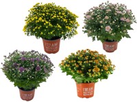 Royal Lemkes Listopadka indická (Chrysanthemum indicum) různé barvy cca pr. 14cm Royal Lemkes Listopadka indická (Chrysanthemum indicum) různé barvy cca pr. 14cm