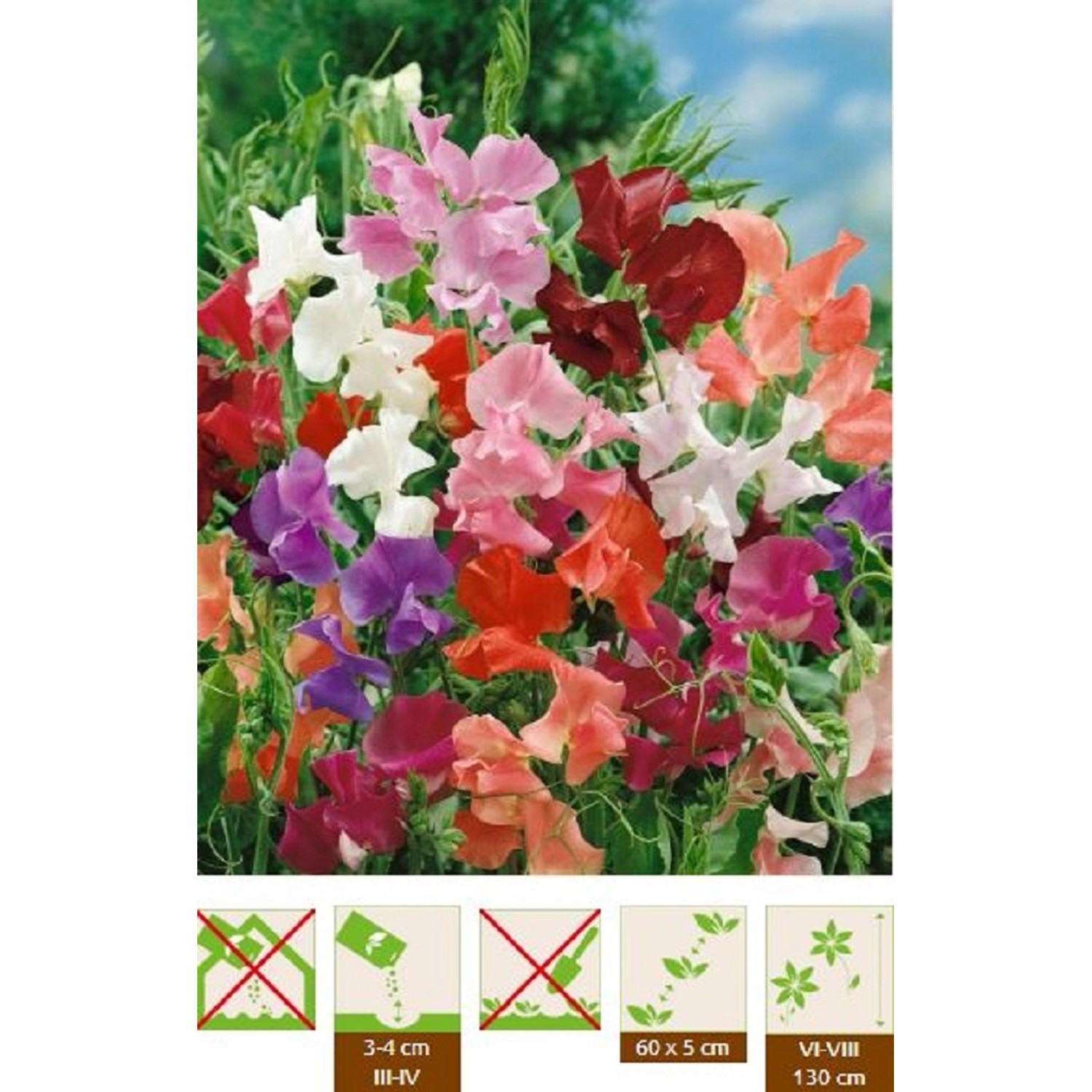 GardenSeed Premium Semínka Hrachor táhlý směs barev, 2 g